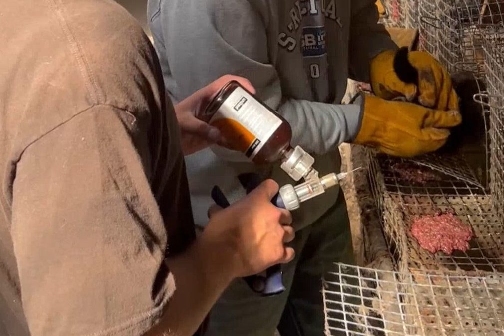 Ceva no longer producing vaccines for mink farmers