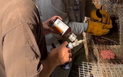 Ceva no longer producing vaccines for mink farmers
