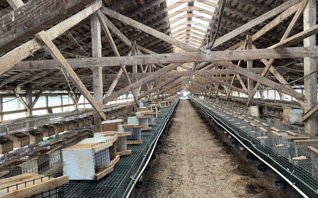 A peek inside the Masog mink ranch