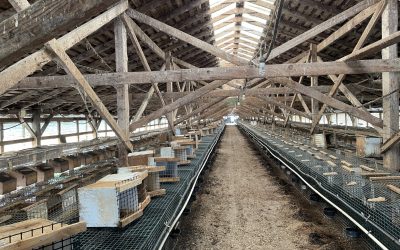 A peek inside the Masog mink ranch