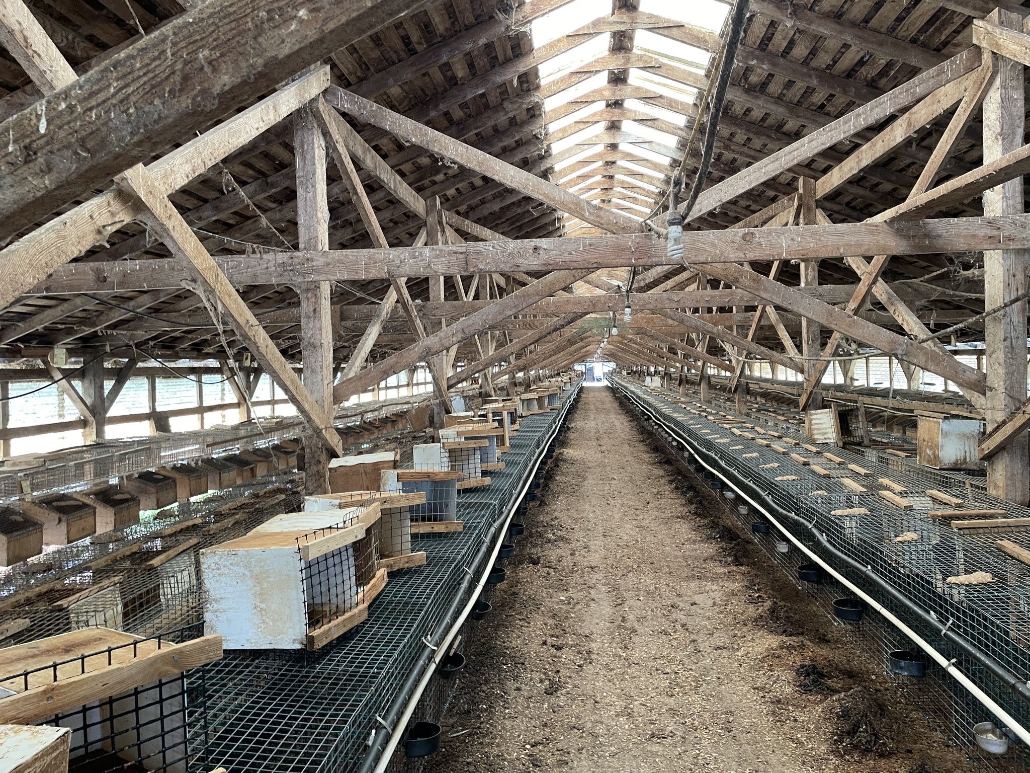 Masog mink ranch in Lebanon, Oregon