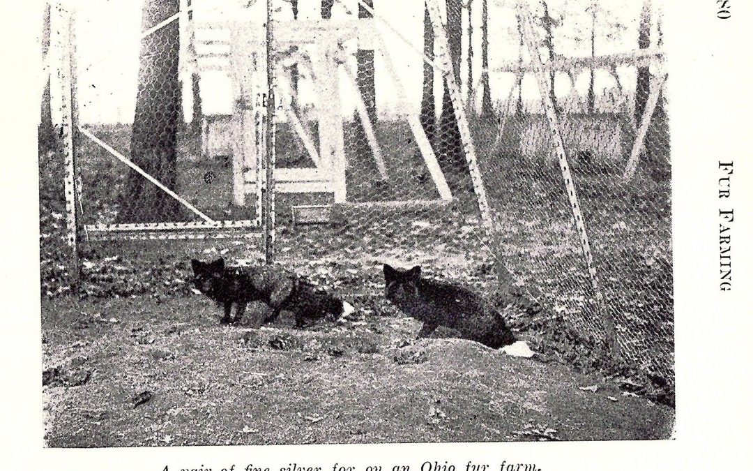 There is no such thing as a cage-free fur farm