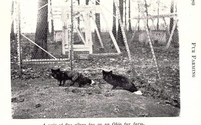 There is no such thing as a cage-free fur farm