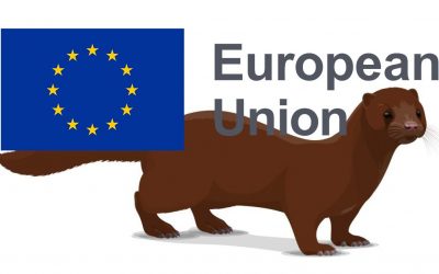 American mink added to list of invasive species in Europe