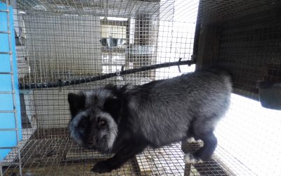 How long can fox farmers hang on if they can’t sell pelts for a profit?