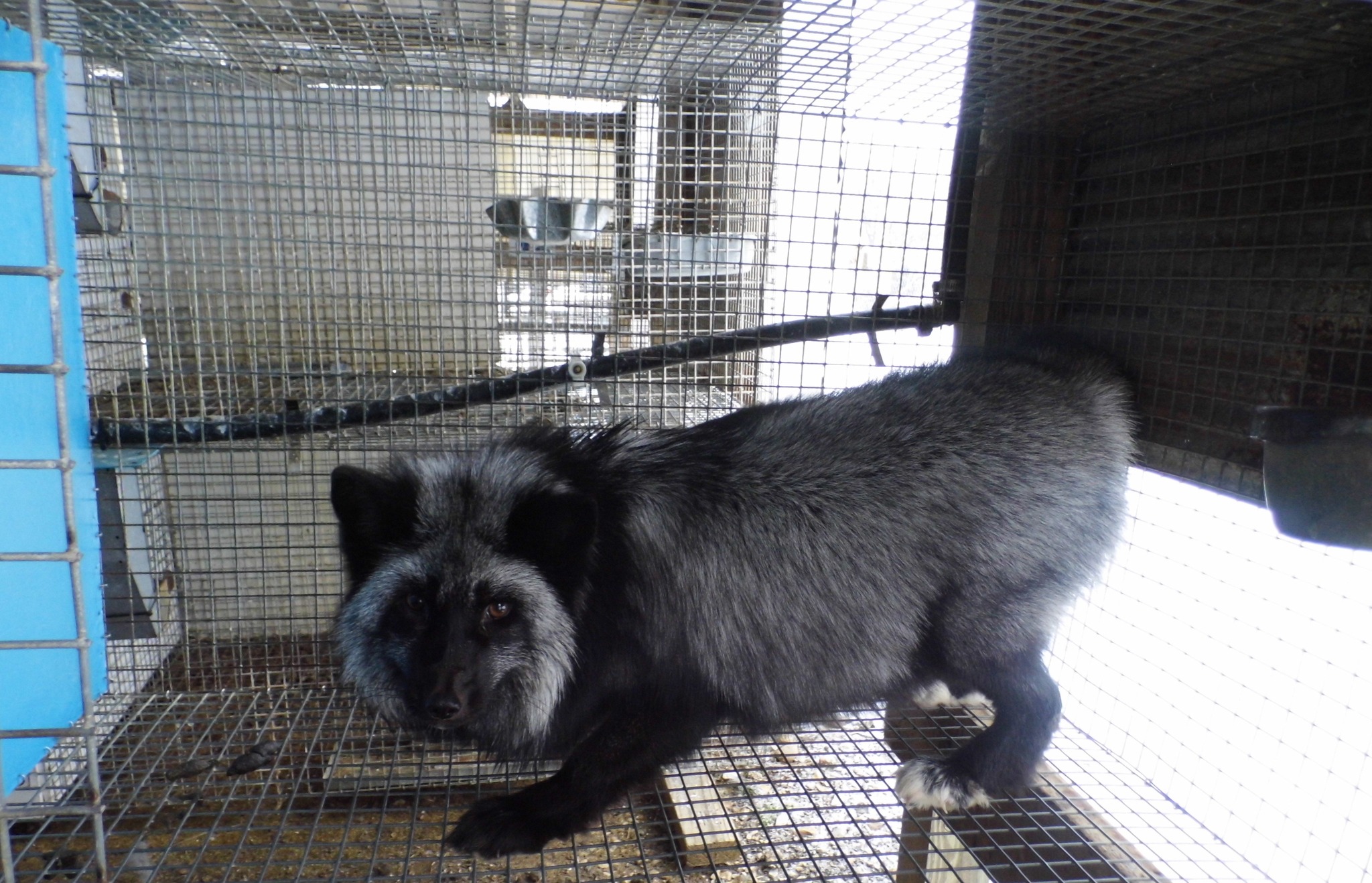 fox farm