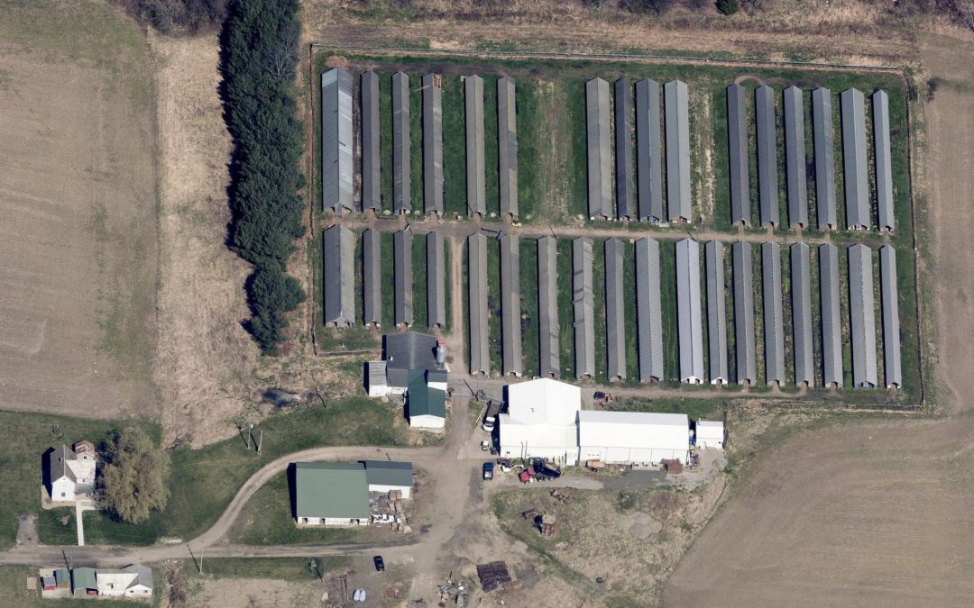 Ohio farm missing hundreds of mink!