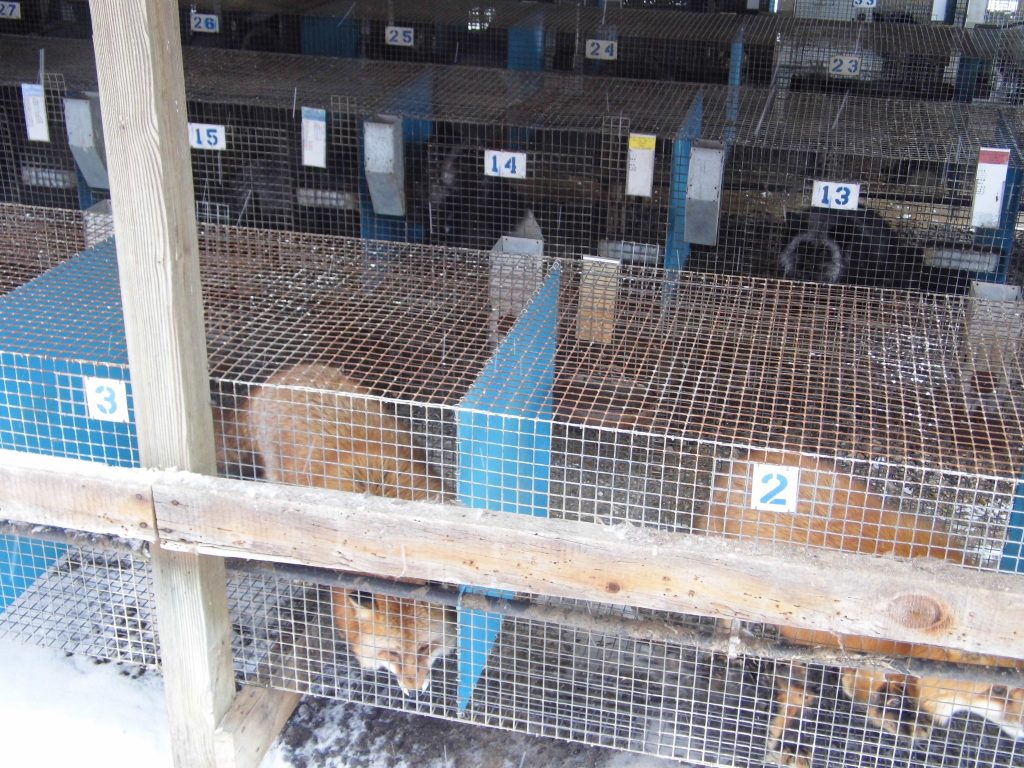 Littig Fox Farm in Bluffs, Illinois