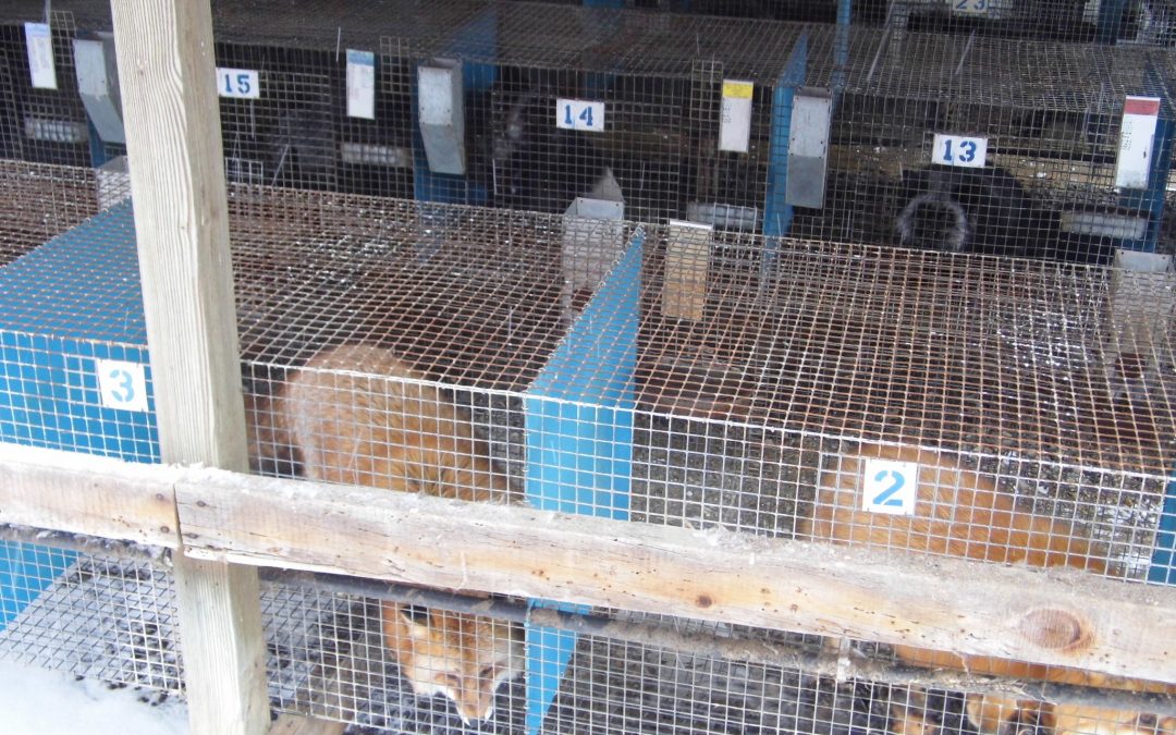 Foxes released from cages at Illinois farm