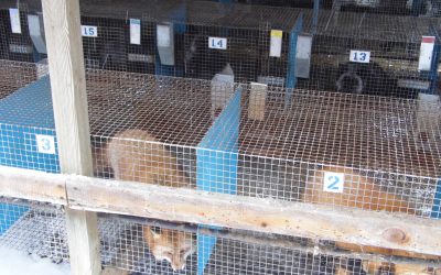 Foxes released from cages at Illinois farm