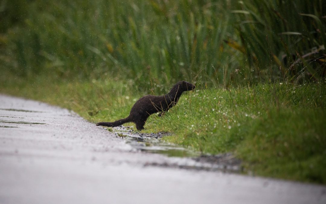 Mink are native to North America and fur farm escapees can and do survive