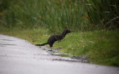 Mink are native to North America and fur farm escapees can and do survive