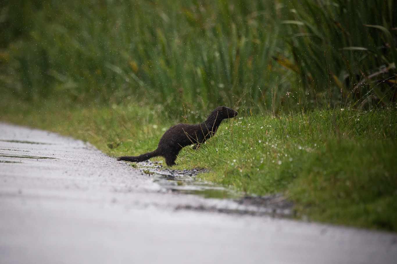 Mink are native to North America and fur farm escapees can and do survive