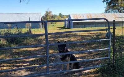 Urbach farm in Minnesota is no longer an active fur farm
