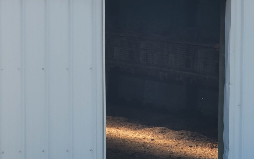 Are Minnesota’s largest fur farms closed?