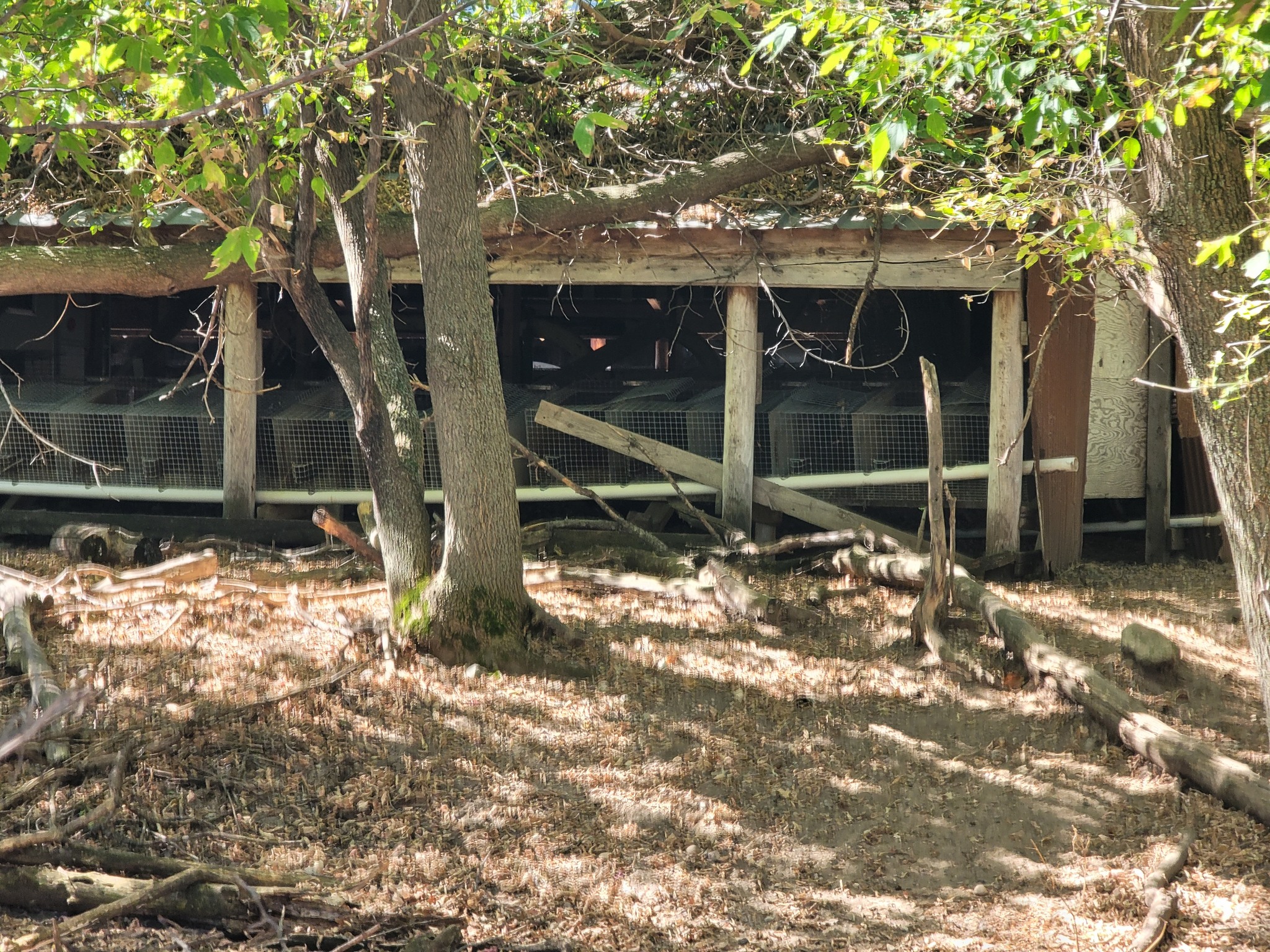 Soland fur farm in Vergas, Minnesota