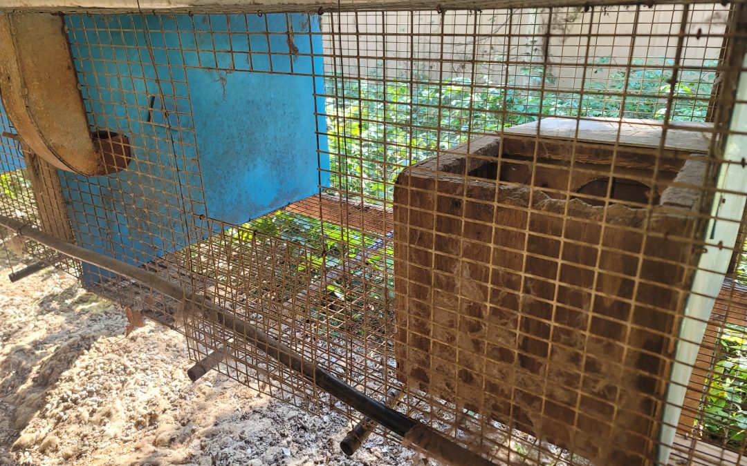 Empty cages and a collapsed roof
