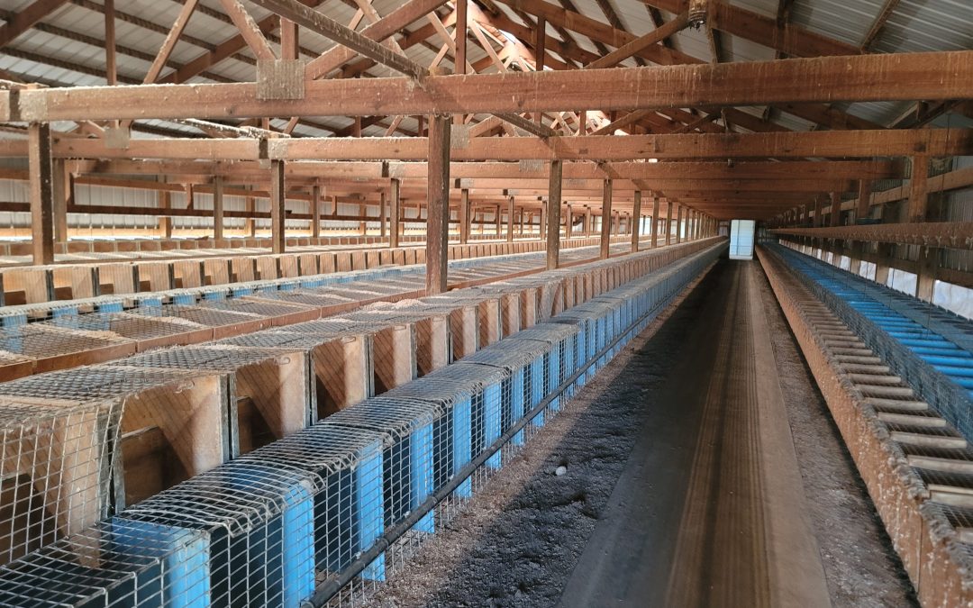 Royal Oak Mink Ranch discovered empty
