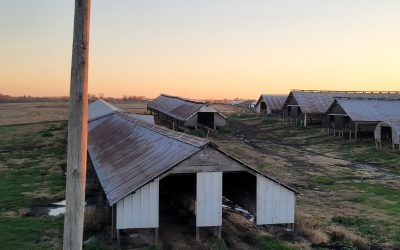It’s only a matter of time before there is a bird flu outbreak on a fur farm in the U.S.