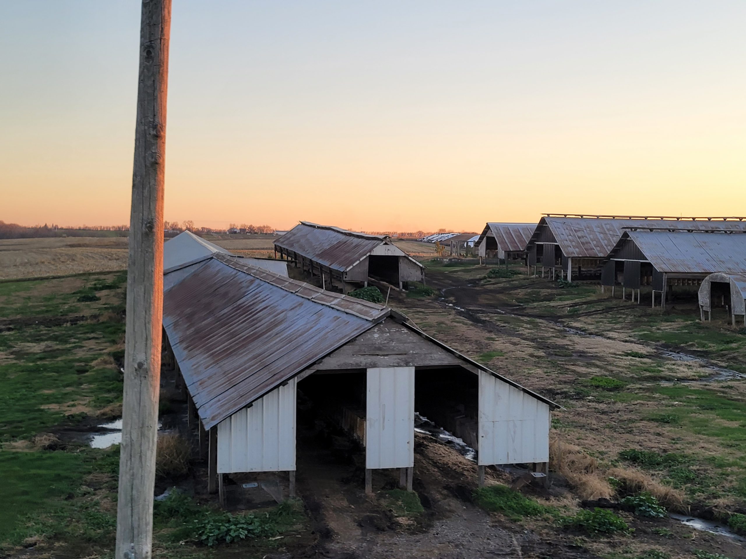 Conrad mink farm in Keota, Iowa