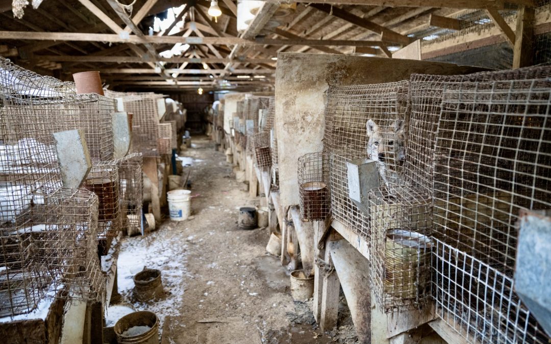 Hundreds of animals rescued from fur farm in Ohio