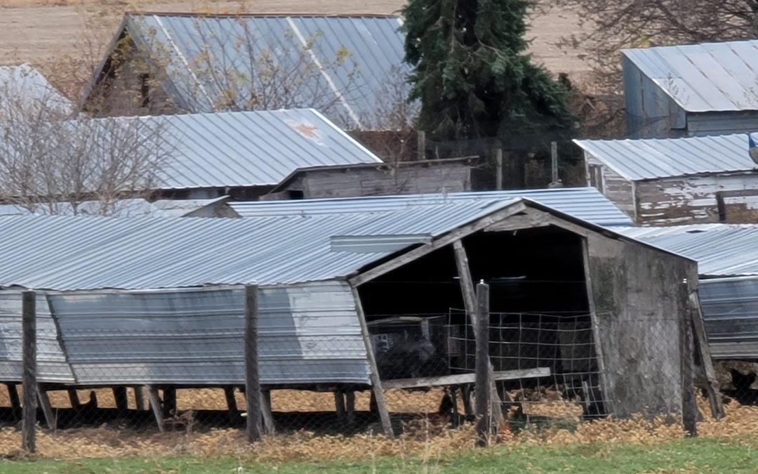 Smeal fox farm in Scribner, Nebraska