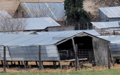 Smeal fox farm in Scribner, Nebraska
