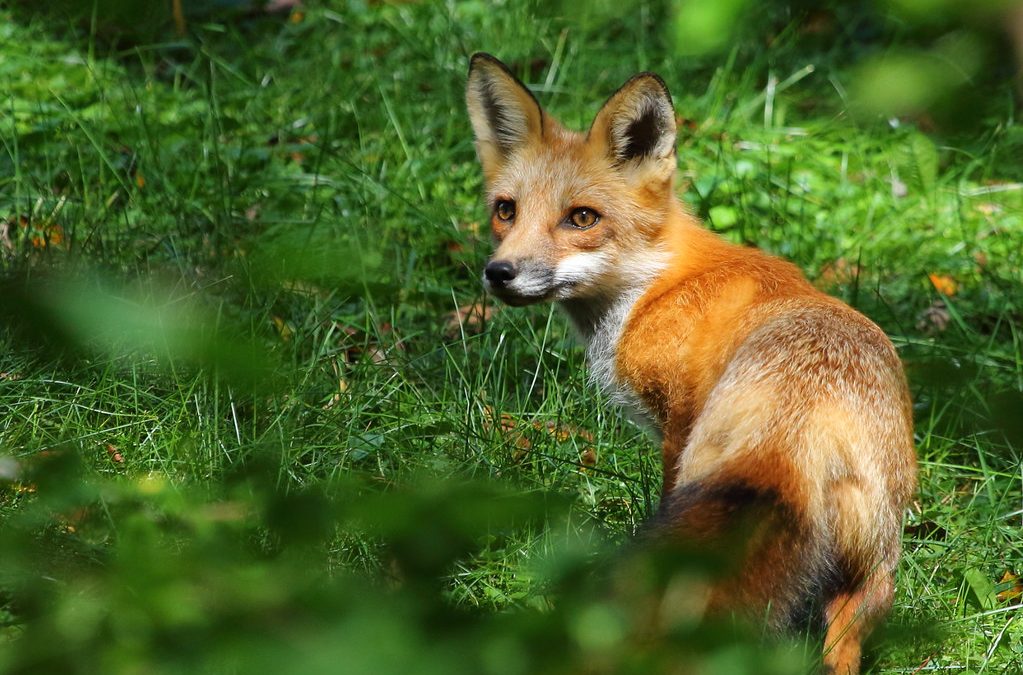 Fox farm no longer operating