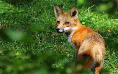 Fox farm no longer operating