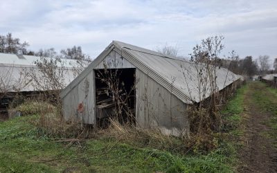 Mink farming may be finished in Illinois