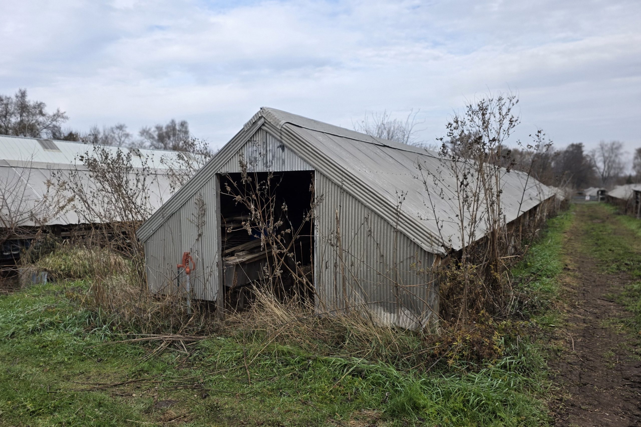 Monteleone Mink Ranch (Elgin, Illinois)