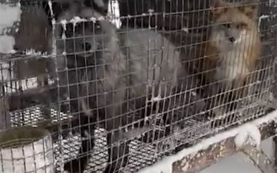 Etsy bans fur!