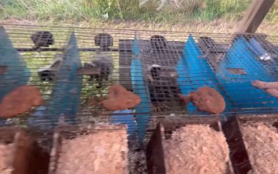 No more skunk farming in Minnesota