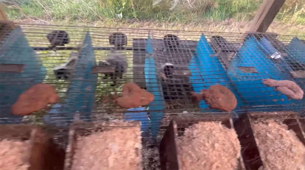 No more skunk farming in Minnesota