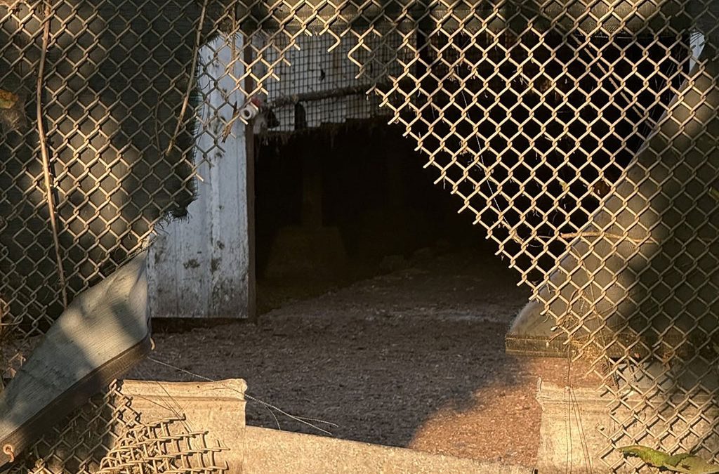 Mink released from cages at Oregon farm