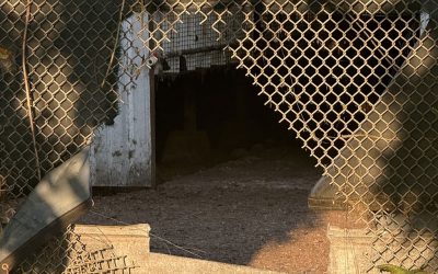 Mink released from cages at Oregon farm
