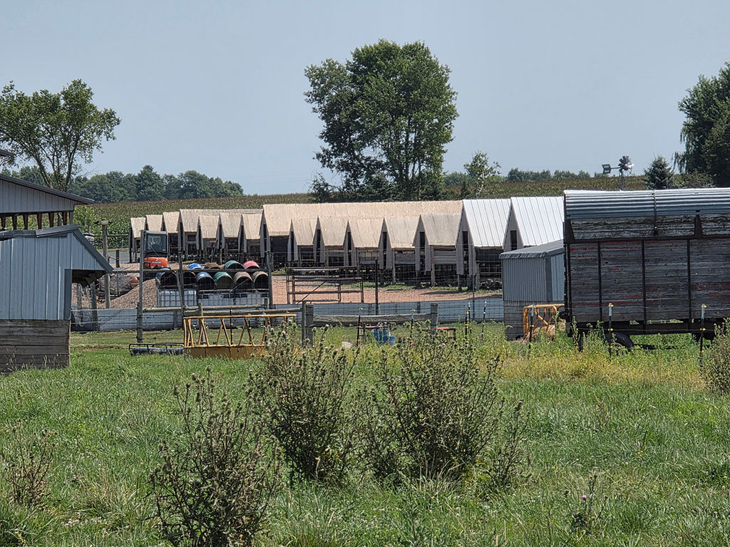 Wisconsin mink farm